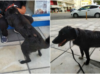 Σκυλίτσα που ήταν δεμένη σε άθλια κατάσταση: Ο Φιλοζωικός Όμιλος Σερρών το έσωσε! Μπράβο Σας