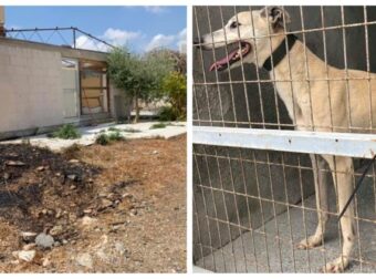 Κύπρος: Έκαψαν καταφύγιο αδέσποτων. Κινδύνεψαν τα ζώα και έμειναν χωρίς στέγη