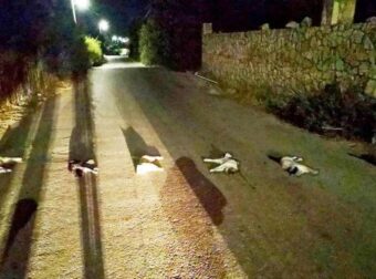 Άνθρωποι βασάνισαν, σκότωσαν και άπλωσαν γάτες σε δρόμο των Χανίων