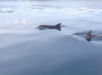 Μαγευτικό βίντεο: «Xορός» δελφινιών στον Μαλιακό Κόλπο
