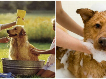 Πώς να κάνετε με το σωστό τρόπο μπάνιο το σκύλο σας