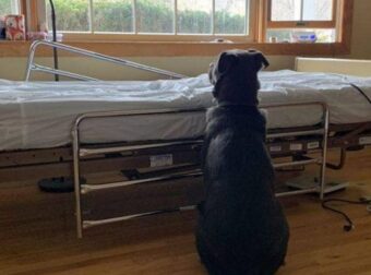 Σκυλάκος περιμένει το αφεντικό που πέθανε στο κρεβάτι του νοσοκομείου που εκείνος νοσηλευόταν