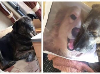 Σκύλος που πέθανε ο αδερφός του κοιμάται πάντα σε μαξιλάρι που έχει τυπωμένη τη φωτογραφία του