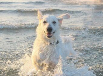 Σκύλοι και παραλία: Τι λέει η νομοθεσία. Τι πρέπει να προσέξετε.
