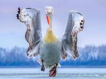 Συγχαρητήρια! Πρώτο Βραβείο για την Εκπληκτική Φωτογραφία του Πελεκάνου της Λίμνης Κερκίνης
