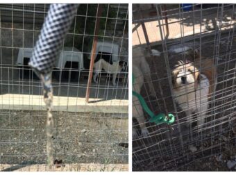 Ντροπή στο Δήμο Ηγουμενίτσας: Τόσο είναι το νερό που πίνουν σε τέτοια ζέστη τα 100 σκυλάκια του καταφυγίου