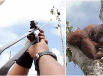 Σπαρακτικό: Ουρακοτάγκος παγιδεύεται στο τελευταίο δέντρο ενώ μπουλντόζες ισοπεδώνουν το δάσος του