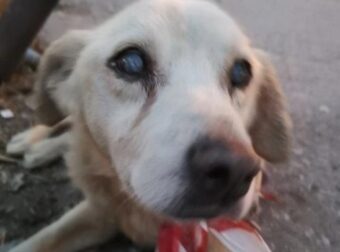 Κρήτη: Εγκατέλειψαν υπέργηρο κουφό και σχεδόν τυφλό σκύλο στον Κουμπέ Χανίων