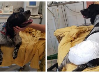 Δυστυχώς θα μείνει ανάπηρος ο σκυλάκος που πατήθηκε από απάνθρωπο οδηγό σε δρόμο της Μυτιλήνης