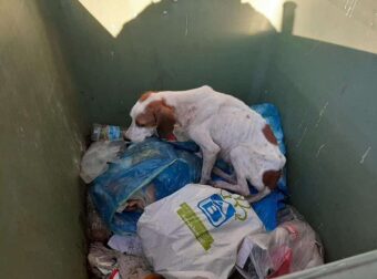 Κεφαλλονιά: Πέταξαν άρρωστο και εξαντλημένο σκυλάκι σε κάδο σκουπιδιών (Βίντεο-Φωτό)