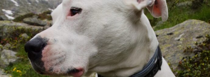 Dogo Argentino: Όσα θέλετε να ξέρετε για έναν πιστό και θαρραλέο σκύλο από την Αργεντινή