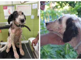 Σώθηκε και ψάχνει σπίτι η σκυλίτσα που είχε βρεθεί αλυσοδεμένη και γεμάτη πληγές σε χωριό της Αιτωλοακαρνανίας