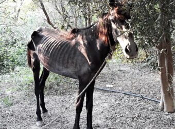 Συνελήφθη ο ιδιοκτήτης των αλόγων που βρέθηκαν σε άθλια κατάσταση στο Στόμιο Κορινθίας- Τα ζώα "εξαφανίστηκαν"