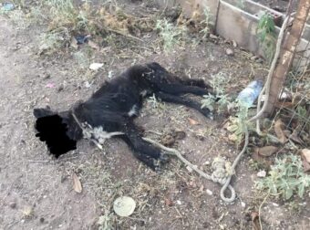 Άργος: Έκκληση να βρεθεί αυτός που έδεσε σκύλο και τον άφησε να πεθάνει από ασιτία