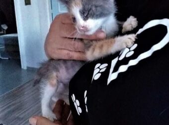 Καβάλα: Βρήκε σπίτι ένα τυφλό γατάκι που το πήγαν σε κτηνιατρείο για ευθανασία