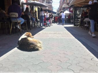 Για τον αγαπημένο αδέσποτο σκυλάκο που ζούσε στους δρόμους της Κομοτηνής και σκότωσαν με φόλα