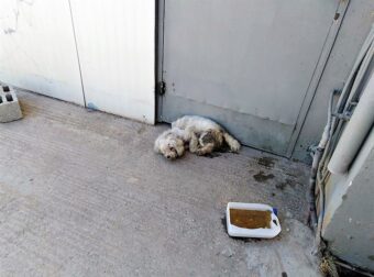 Λεχαινά: Κάλεσαν το Δήμο για ένα χτυπημένο σκυλάκι αλλά δεν πήγε ποτέ- Το ζώο πέθανε αβοήθητο