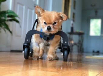 Εταιρεία φτιάχνει βοηθητικά καροτσάκια με 4 ρόδες για ηλικιωμένα ζώα που δυσκολεύονται στο περπάτημα