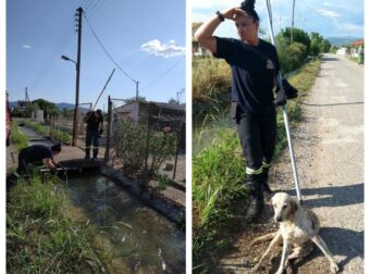 Αγρίνιο: Πυροσβέστες έσωσαν σκύλο που προσπαθούσε να βγει από αρδευτικό κανάλι