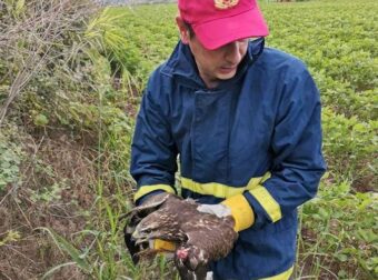 ΕΙΚΟΝΕΣ- ΒΙΝΤΕΟ: Η Πυροσβεστική Υπηρεσία Λαμίας έσωσε τραυματισμένο γεράκι