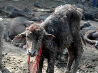 Κύπρος: Αποσύρθηκε το νομοσχέδιο για σφαγή κοσέρ -σφαγή ζώων χωρίς αναισθησία- σύμφωνα με τα εβραϊκά έθιμα
