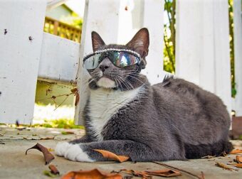 Γνωρίστε την Bagel, τη γατούλα που φοράει γυαλιά ηλίου λόγω μιας πάθησης των ματιών της