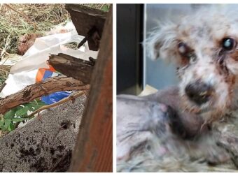 Δεν τα κατάφερε τελικά το γέρικο σκυλάκι που βρέθηκε πεταμένο σε σκουπίδια στο Αιγάλεω
