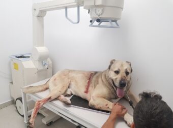 Πυροβόλησαν σκύλο στη Ρόδο – Το ζώο μεταφέρθηκε στο κτηνιατρείο