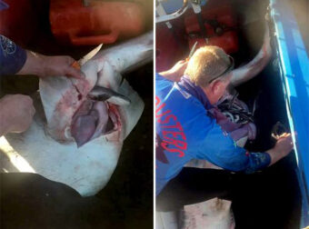 Ψαράς έκανε καισαρική σε νεκρό καρχαρία και έριξε 98 μωρά πίσω στη θάλασσα