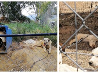 Καταφύγια Σπάρτης: Νεκρά κουτάβια και αλυσοδεμένα ζώα κάτω από τον ήλιο σε άθλια σπιτάκια