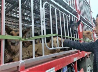 Κίνα: Έσωσαν σκύλους που είχαν κλέψει από τους ιδιοκτήτες τους και τους πήγαν σε παράνομο σφαγείο για κατανάλωση
