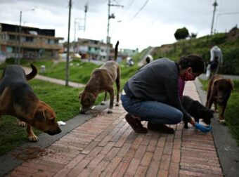 Κολομβία: Ομάδα φιλόζωων ταΐζει τα αμέτρητα αδέσποτα που εγκαταλείπονται στους δρόμους καθημερινά