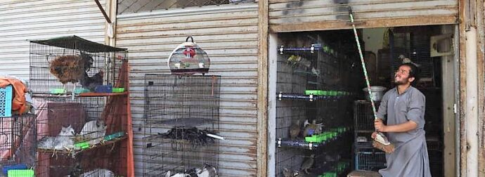Πακιστάν: Έκλεισαν τα pet shops και παράτησαν τα ζώα που πουλούν να πεθάνουν στα κλουβιά