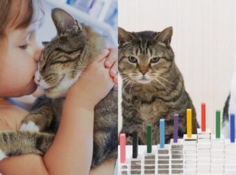 «Παιδικός Σταθμός» για Γάτες: Πώς Λειτουργεί, Τι Προσφέρουν και Γιατί Αξίζει