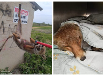 Μητρόπολη Καρδίτσας: Κρέμασαν ανάποδα ζωντανό ένα μικρό αλεπουδάκι- Αναζητούν το δράστη