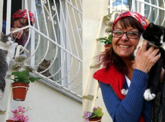 Γυναίκα Κατασκευάζει Σκάλα Για Αδέσποτες Γάτες Για Να Μπαίνουν Σπίτι Της Όταν Έχει Κρύο