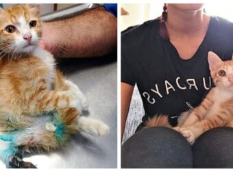 Λέσβος: Υιοθετήθηκε το μικρό γατάκι που το γέμισαν πληγές και χρειάστηκε να ακρωτηριαστεί