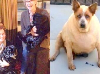 Γυναίκα Σώζει Άρρωστο Παχύσαρκο Σκυλί Και Του Χαρίζει Χαμόγελο Για Τους Τελευταίους Μήνες Της Ζωής Του