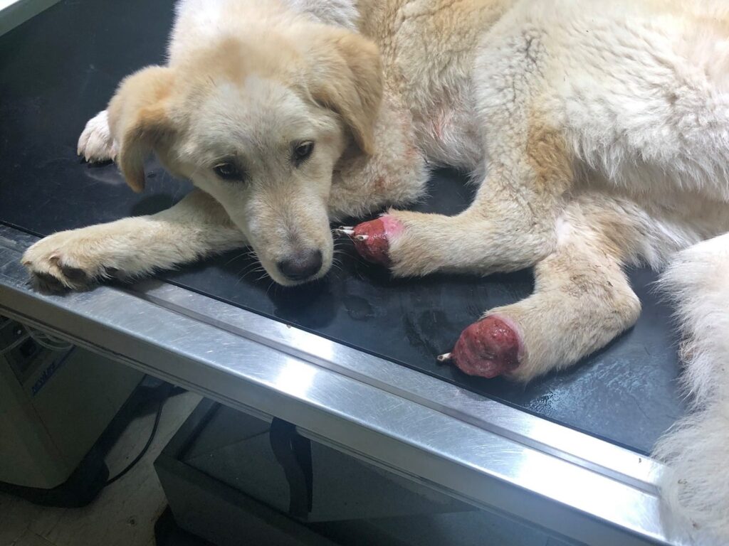 Αγρίνιο: Βρήκαν σκυλάκο στο βουνό με κομμένα τα πατουσάκια του πίσω ποδιού του
