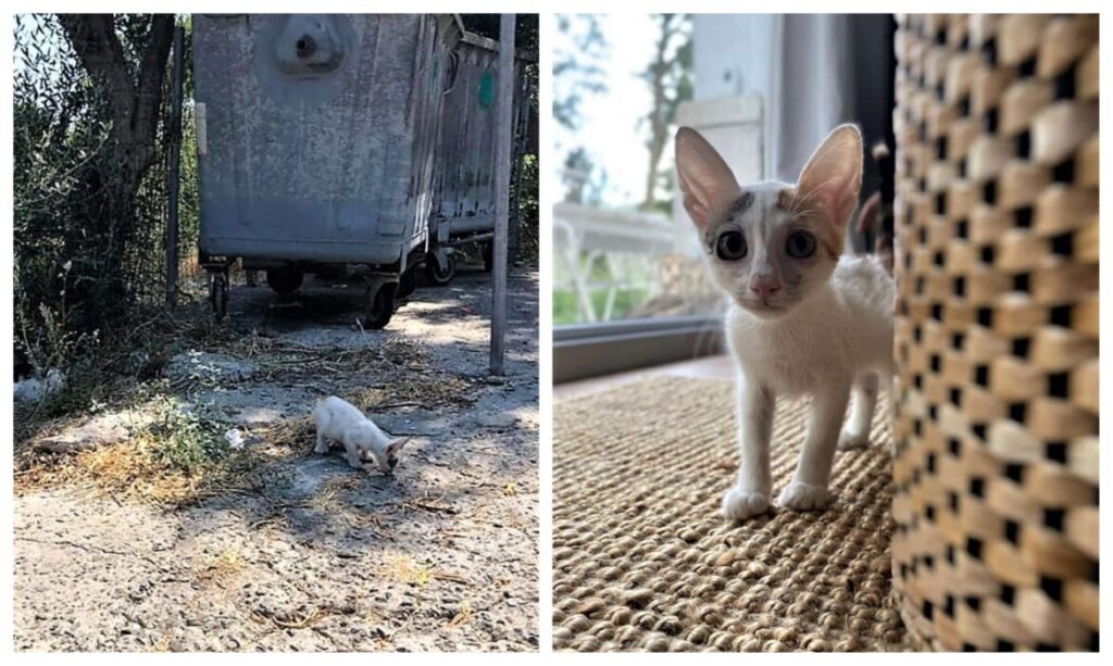 Λήμνος: Τουρίστες από τη Βιέννη βρήκαν γατάκι στα σκουπίδια, το υιοθέτησαν και το πήραν μαζί τους
