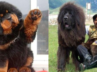 Θιβετιανό Μαστίφ: Η Ακριβότερη Ράτσα Σκύλου Στον Κόσμο