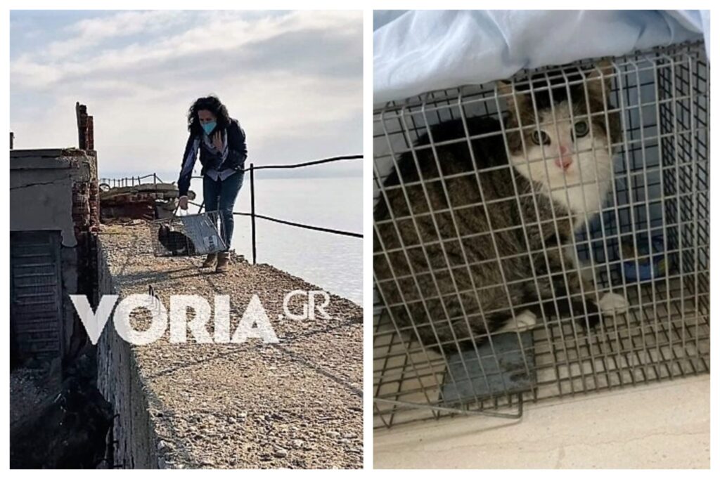 Θεσσαλονίκη: Διασώθηκε η γάτα που κάποιος παράτησε στο φάρο του λιμανιού χωρίς να μπορεί να διαφύγει