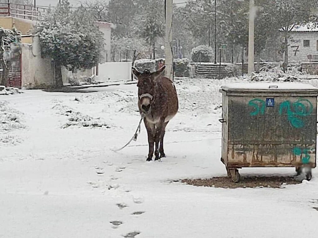 Παράτησαν γαϊδουράκι μέσα στο χιόνι κοντά στα διυλιστήρια Αθηνών Λαμίας- Εθελοντής το πήρε σπίτι του