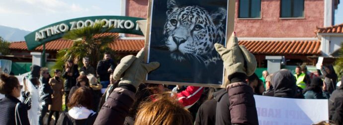 Αττικό Ζωολογικό Πάρκο: Τι έλεγαν το 2018 όταν είχαν σκοτώσει τα δύο τζάγκουαρ και πώς χαρακτήριζαν τους φιλόζωους που αντέδρασαν