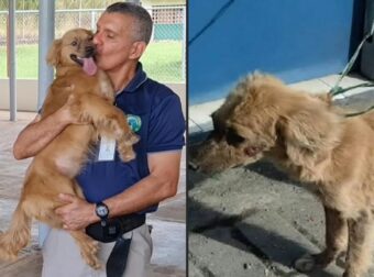 Σκυλίτσα διέσχισε νηστική τον Ατλαντικό μέσα σε 40 μέρες σε ένα κοντέιντερ
