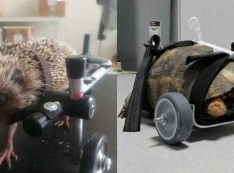 Ο Βασίλης Τζιγκούpας Ετοιμάζει Αναπηρικό Αμαξίδιο Για Σκαντζόχοιρο