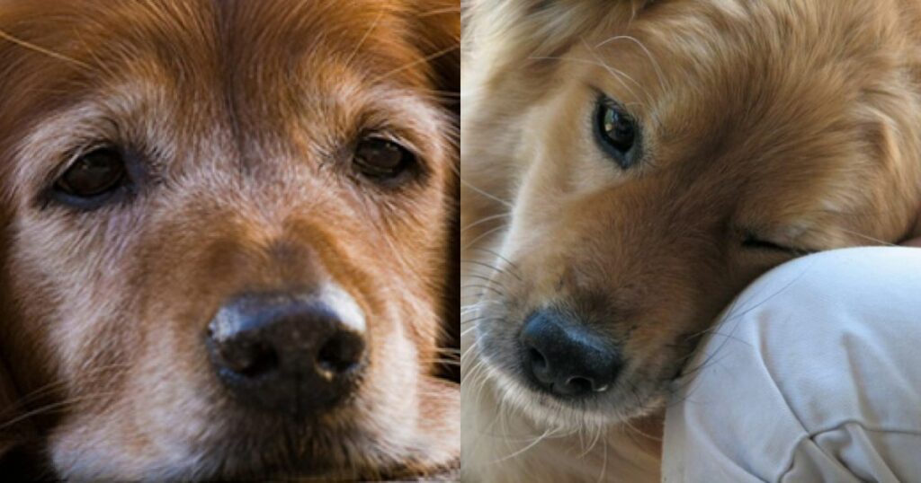 Τα Σημάδια Ποu «Πpοδίδουν» Το Τέλος: 8 Ενδείξεις Που Δείχνουν Ότι Ο Σκύλος Σας Πλησιάζει Στο Τέλος Της Ζωής Του