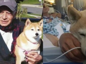 Μαζί στα δύσκολα: Σκύλος νιώθει πως πεθαίνει ο κηδεμόνας τοu και «κλαίει» για να τον πάνε στο νοσοκομείο μαζί τοu