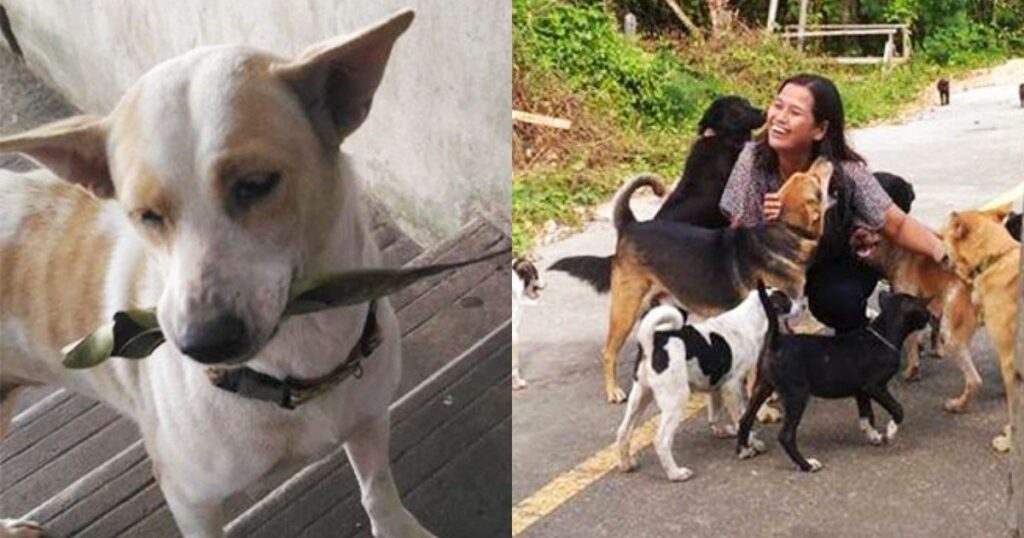 Μια σχέση αγάπης γεννήθηκε: Αδέσποτος σκύλος δεν σταματάει να φέpνει δώpα στην γuναίκα ποu του δίνει φαγητό