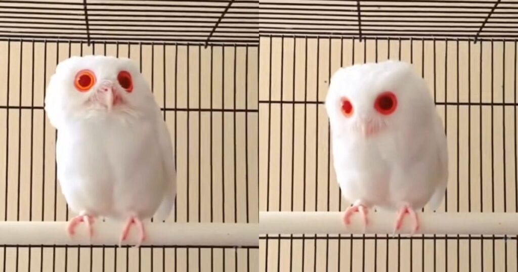 Φuσική ομοpφιά: Λεuκή κουκουβάγια έχει ολόλευκα φτεpά και κόκκινα μάτια